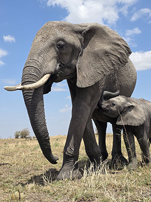 África