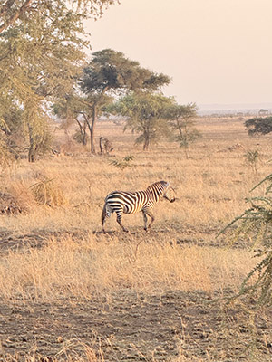 África