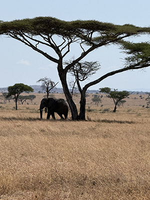 África