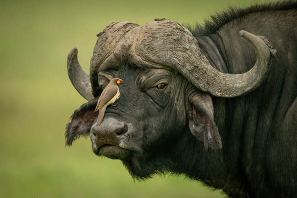 Búfalo