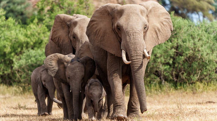 Elefante