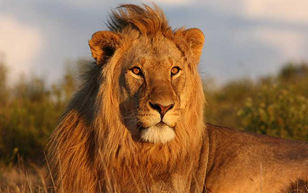 Le&oacute;n