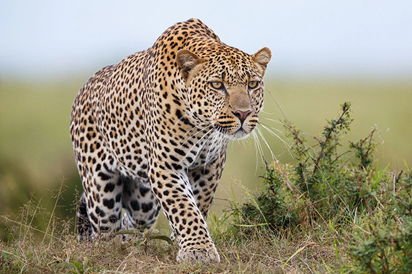 Leopardo