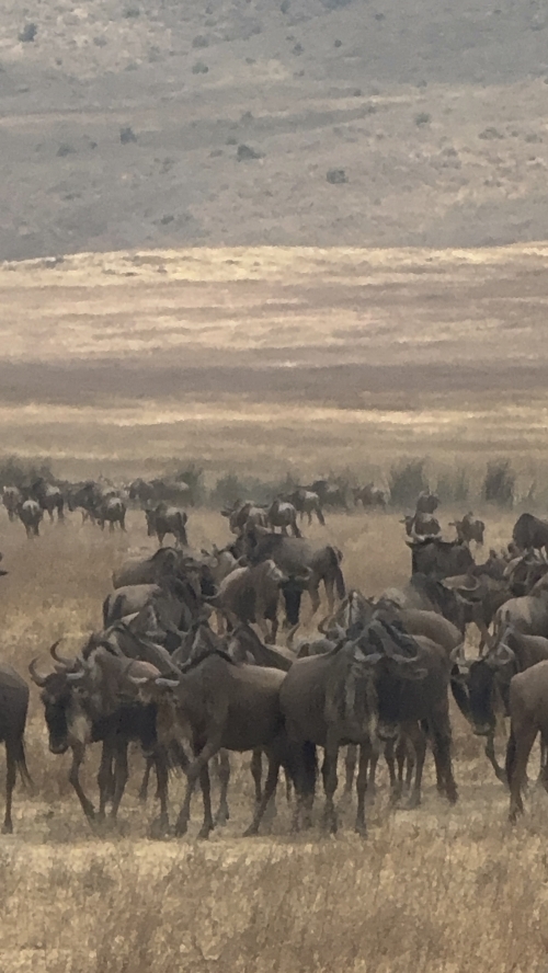 La Gran Migraci�n del Serengeti: cu�ndo ir y c�mo verla